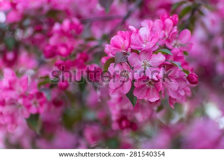 Beautiful delicate floral background of pink flowers on the branches of sakura on blurred background