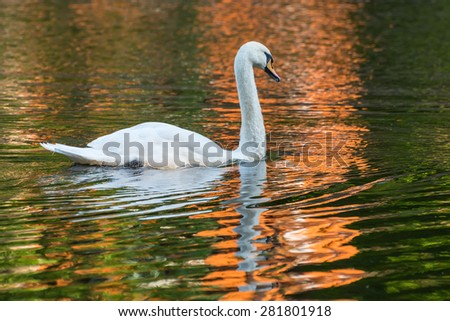 Swans swim in the pond in the park on a background of colorful light reflections in the water