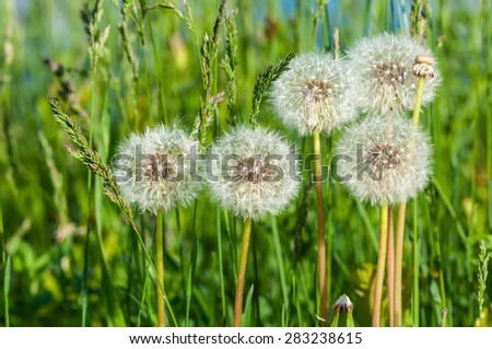 Delicate spring floral background with white fluffy dandelions on a background of green grass on a sunny day