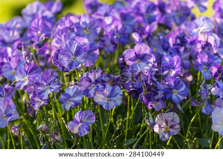 Beautiful delicate floral background mottled purple flowers pansies in the grass in a meadow