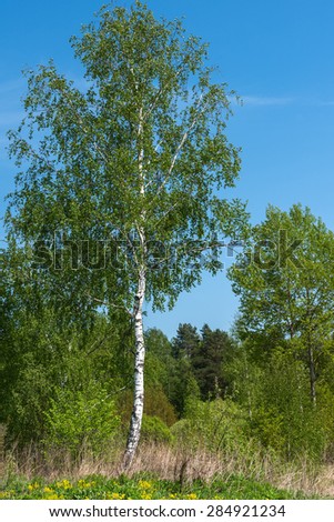 Beautiful natural background with long thin birch trees with green leaves in a birch grove