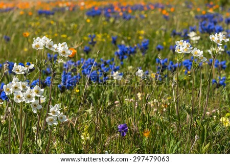 Bright floral natural background with white wildflowers on a background of blue and orange flowers growing in the meadow on a sunny day