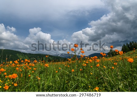 Beautiful mountain landscape with orange flowers in the meadow on a background of mountains, forest and blue sky with clouds