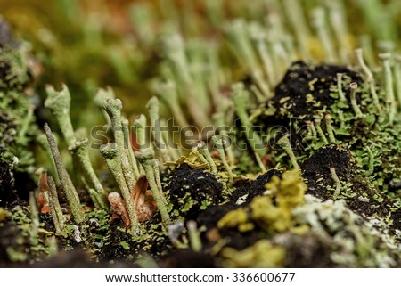 Colorful abstract natural background of green moss and seeds, fungi and slime molds closeup on the blurry background