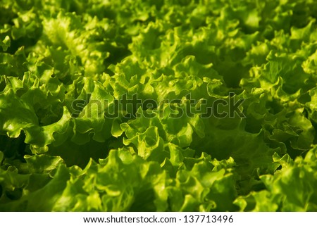 Full frame close up photo of a Butter Lettuce