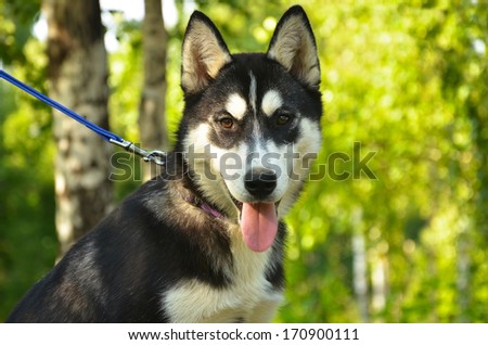 Husky puppy. Portrait of a dog in a forest