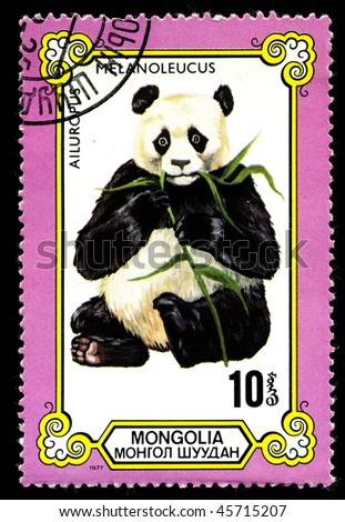 MONGOLIA - CIRCA 1977: A postage stamp printed in the Mongolia shows image of the  panda (Ailuropus melanoleucus), circa 1977