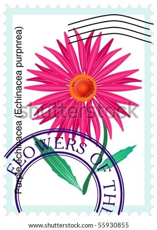 vector stamp with flower  purple echinacea (Echinacea purpnrea)
