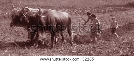 Third world picture: 2 Oxes plowing the field. 3 Children lead the oxes. Sepia toned