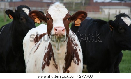1 white-brown milk cow with 2 black cows at the background