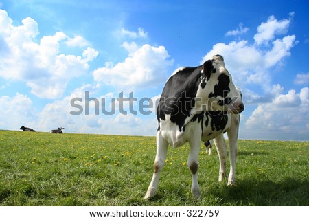 Cow in pasture with impressive cloudy sky.  The cow is looking away