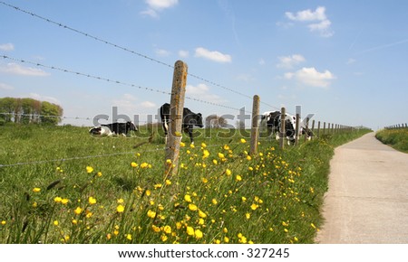 Rural road, fence and meadow with cows