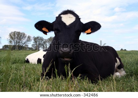 Cow laying at ease in a pasture