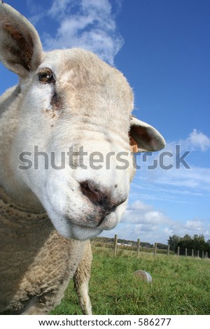 a curious sheep. Shallow DOf with focus on left eye