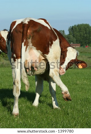 A cow in a funny position