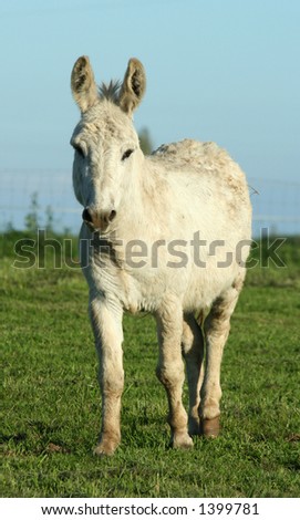 A white donkey in a pasture