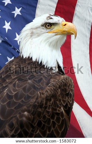 american flag background with eagle. stock photo : American bald