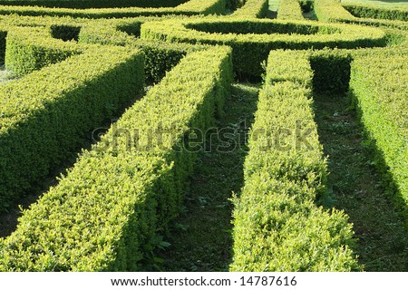 Part of a garden hedge maze
