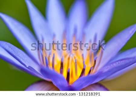Beautiful Water lily in a small water pond