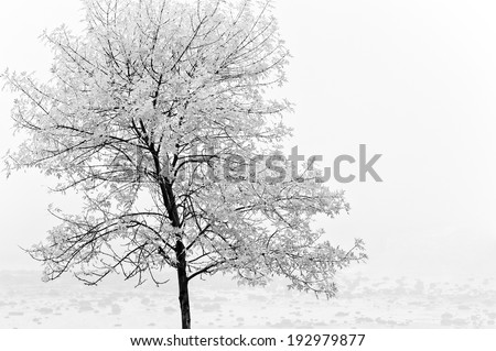 Black and White Winter Tree