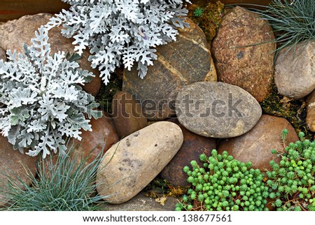 Plant on rock stone