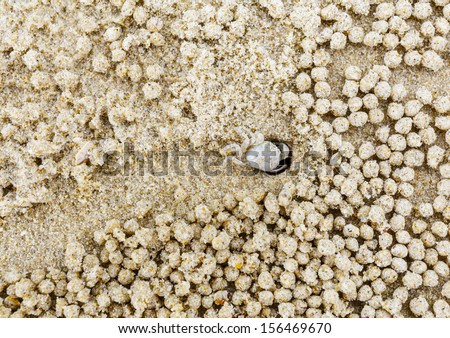 Small white crab moving sand balls