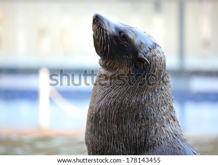 Sea lion looking up