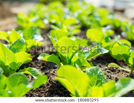Young lettuce field