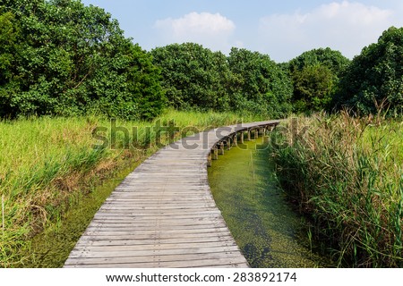 Walking path over the jungle
