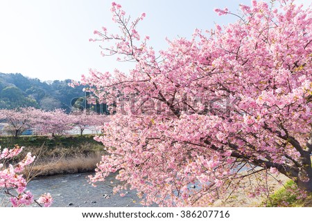 Sakura tree and river