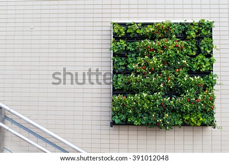 Square Green plants and flower on the wall