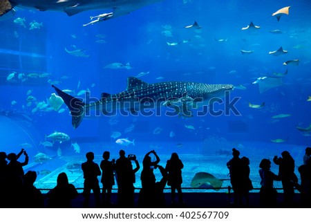 Aquarium in Okinawa city