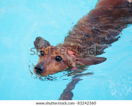 dachshund dog swimming in swimming pool