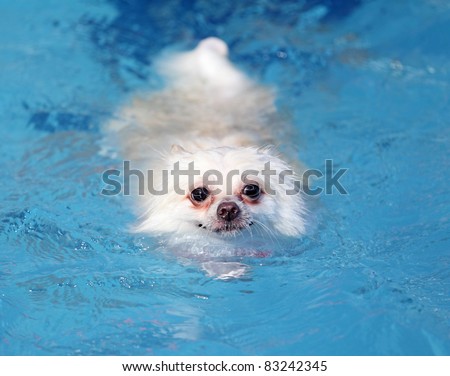 white pomeranian dog swimming in swimming pool
