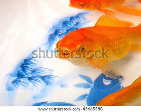 Goldfish in a Chinese ceramic bowl