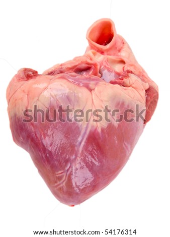 Pig Heart Diagram