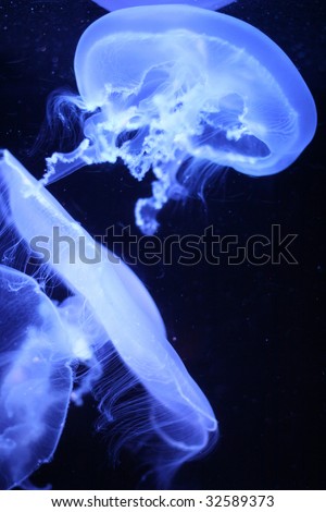 jellyfish wallpaper. UNDERWATER JELLYFISH WALLPAPER