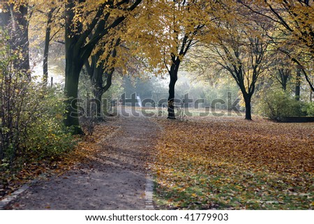 Path through a foggy forest during autumn