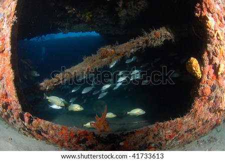 wreck diving and reef fish