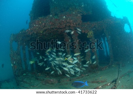 wreck diving with reef fish