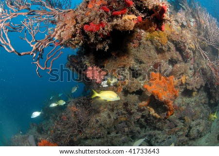 wreck diving with reef fish