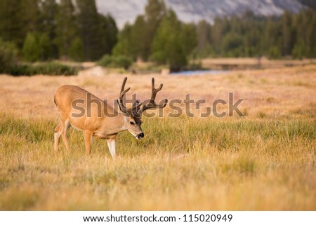 Mule Deer Buck Grazing in Meadow