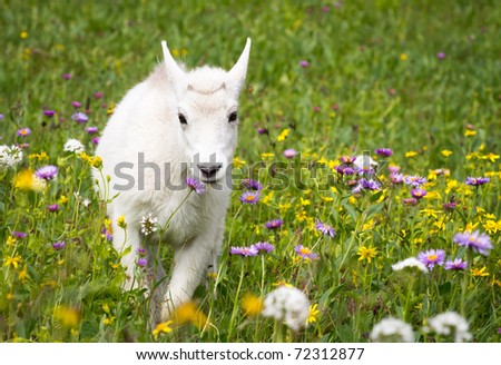 Baby Mountain Goat Walking Through Meadow of Flowers