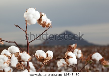 Cotton Bolls in Arizona Cotton Field Ready for Harvest