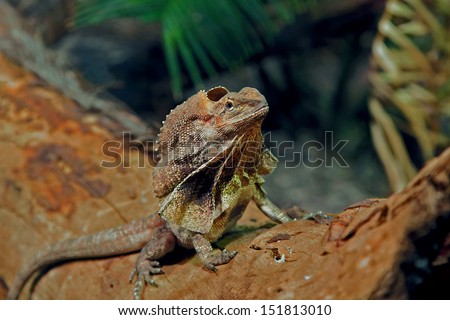 (Chlamydosaurus kingii) australian frilled lizard also known as the frilled dragon, is found mainly in northern Australia and southern New Guinea. Its name comes from the large frill around its neck.