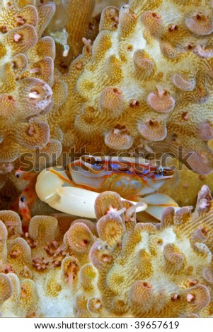 hard corals crab, very tiny about 1cm body width,