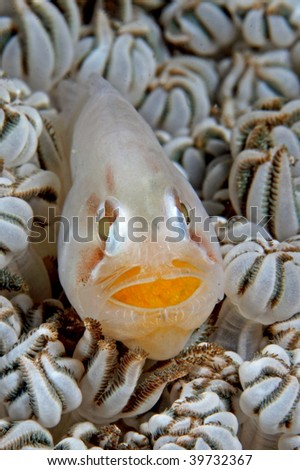 fish with eggs in mouth