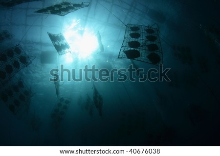 underwater pearl clam farm