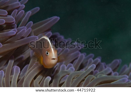 (Amphiprion sandaracinos) orange anemone fish, Inhabits coral reefs, associated with large sea anemones, distinguished by a white stripe along the base of dorsal fin. up to 13 cm width