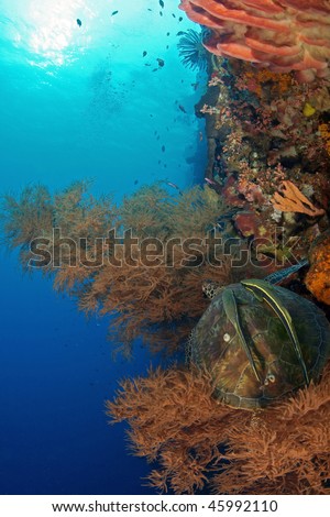 a sea turtle with two remoras on its back taking a rest at soft coral around the wall at Bunaken, Manado, Indonesia